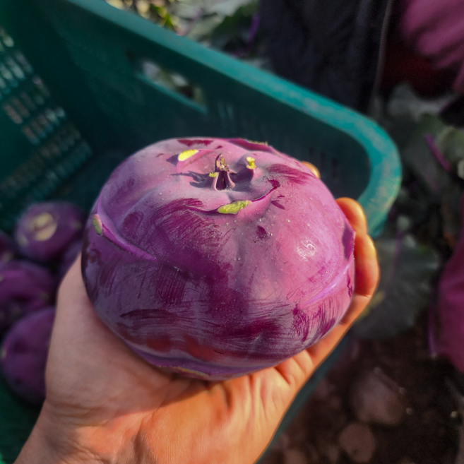 <백화점납품용> 아산신선 제주직송 정품 콜라비, 1박스, 5kg