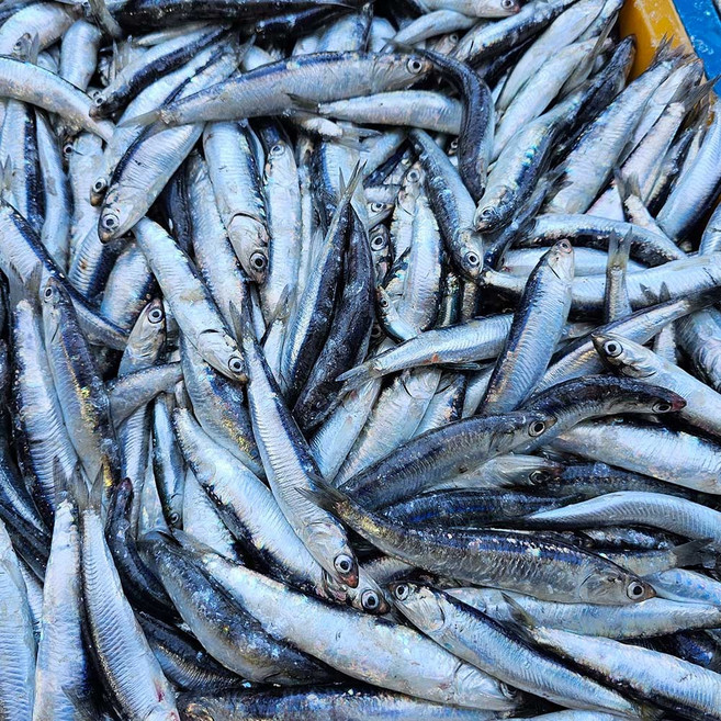 국내산 찌게 조림용 급냉 손질 생멸치 1kg, 1