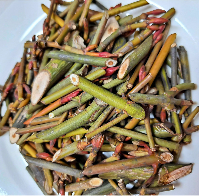 자연산 벌나무잔가지 생가지는 겨울한정 벌나무건조 벌나무껍질 산청목, 500g, 1박스, 벌나무잔가지(건재)