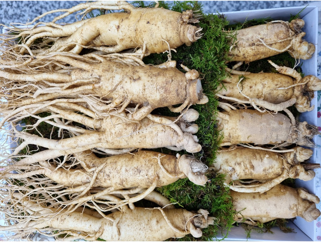 현대만석 6년근 1kg(10뿌리이하) 최상품 인삼선물세트 수삼 이바지 상견례 추석 설명절 건강, 1박스, 1.001kg