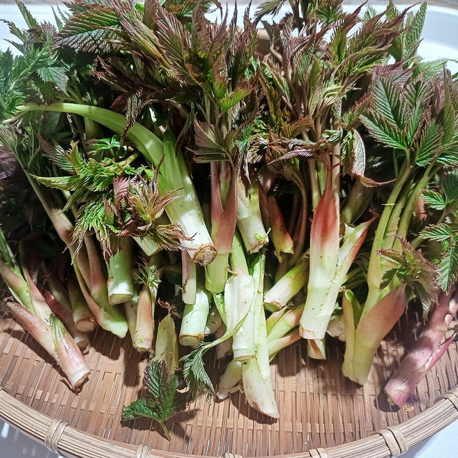 향긋한 고산지대 봄나물 삼나물 눈개승마, 1개, 1kg