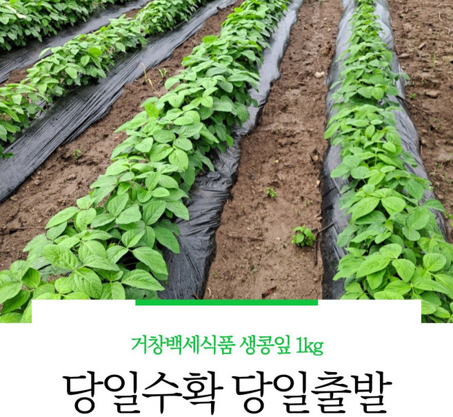 거창백세식품 생콩잎 1kg 푸른콩잎 콩잎물김치용, 1개