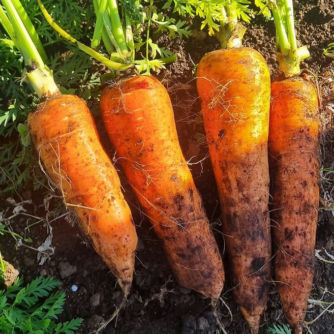당일수확 흙당근 제주 구좌 당근, 1박스, 10kg 왕