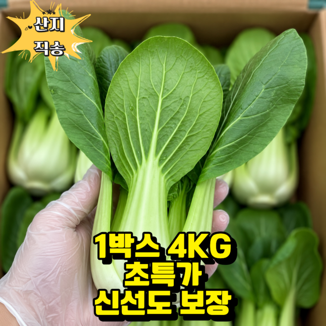 최대 산지 경기도 용인 청경채 신선 특품 4KG 수확 출고, 1박스