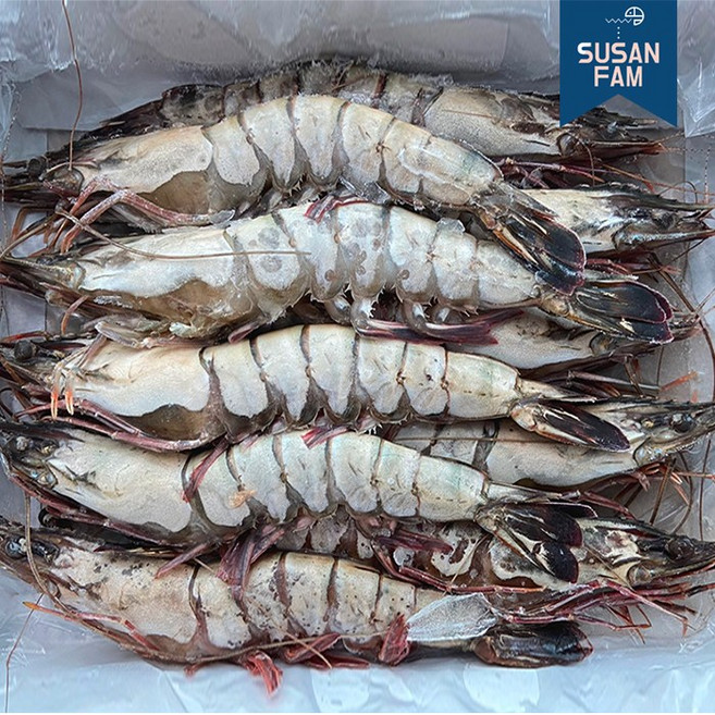 블랙타이거 새우 5kg 사이즈별 홍다리얼룩새우 [박스 도매 업소용], 12미 500g, 10개