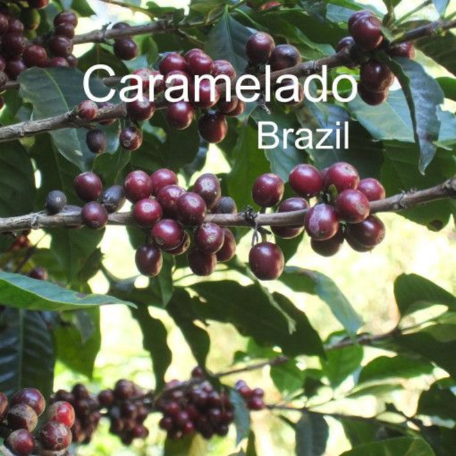 위트러스트 [위트러스트] 브라질 카라멜라도 500g Brazil 스페셜티 커피, 홀빈, 1개