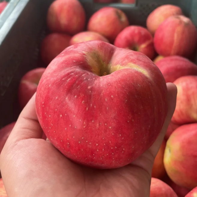 고당도 사과 부사 홍로 못난이 경북 꿀사과, 1박스, 5kg 소과 (24~32과)
