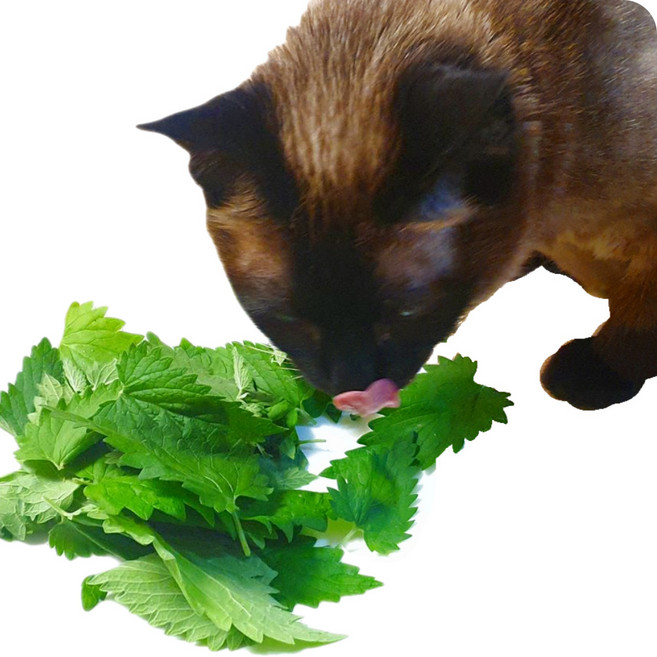 신선한 고양이 간식 생캣닢 캣그라스 생화 뮤토그린스, 1_캣닢생잎10g, 1세트, 10g, 캣닢