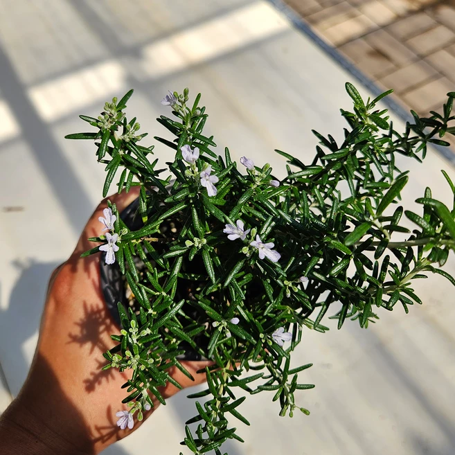 아비가든 크리핑 로즈마리 1+1 꽃피는 허브, 그린, 2개 - 쿠팡