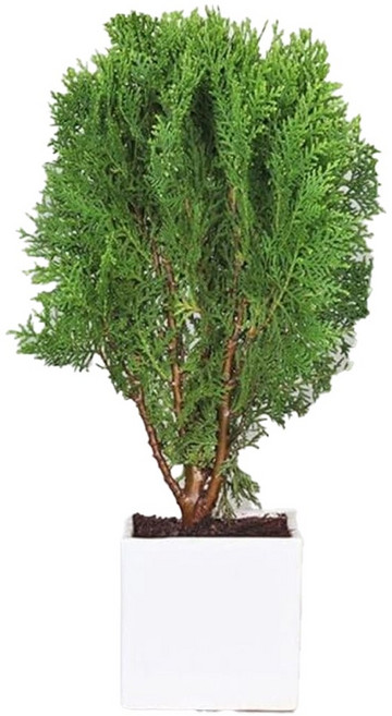 萬花叢 喬木植物 黃金扁柏 (高約15-45cm) 室內盆栽 綠植 淨化空氣, 綠, 1個