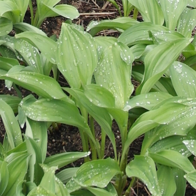 초록사랑 강원도 명이나물 오대산명이나물(대명이), 1개, 1KG