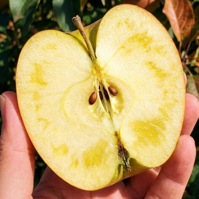 [재구매1위] 초고당도 청송 부사 사과, 1박스, 10kg