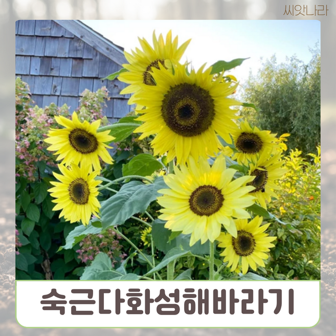 숙근다화성해바라기 씨앗 10립 꽃씨 나라 야생화 희귀 pur+88696Bm