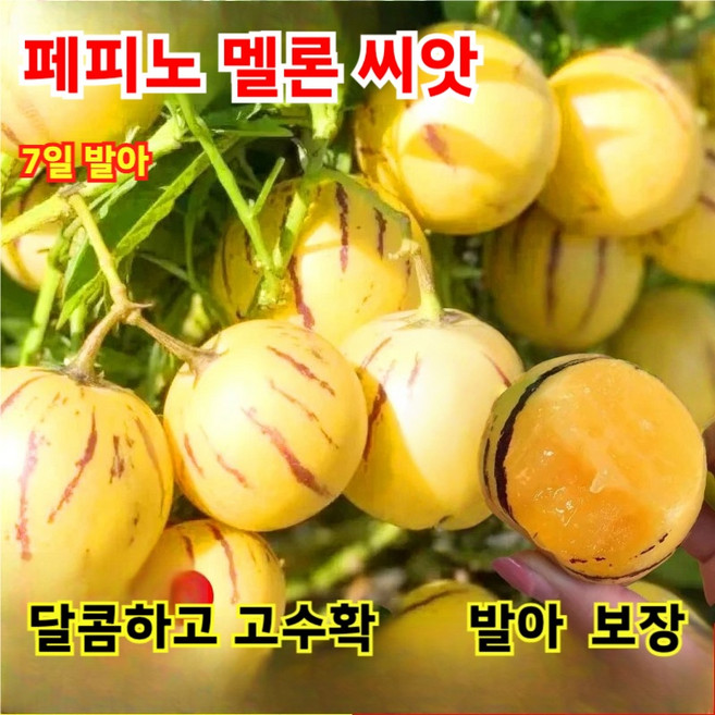 [생존율 99%] 페피노 멜론 모종 황금 신품종 혈당관리 다수확 종자 우유향 페피노 멜론 씨앗, 200개
