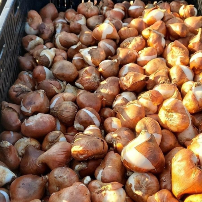 [안녕두구동]튤립구근 구근 혼합 6개한세트 6구 추식 노지월동, 1개