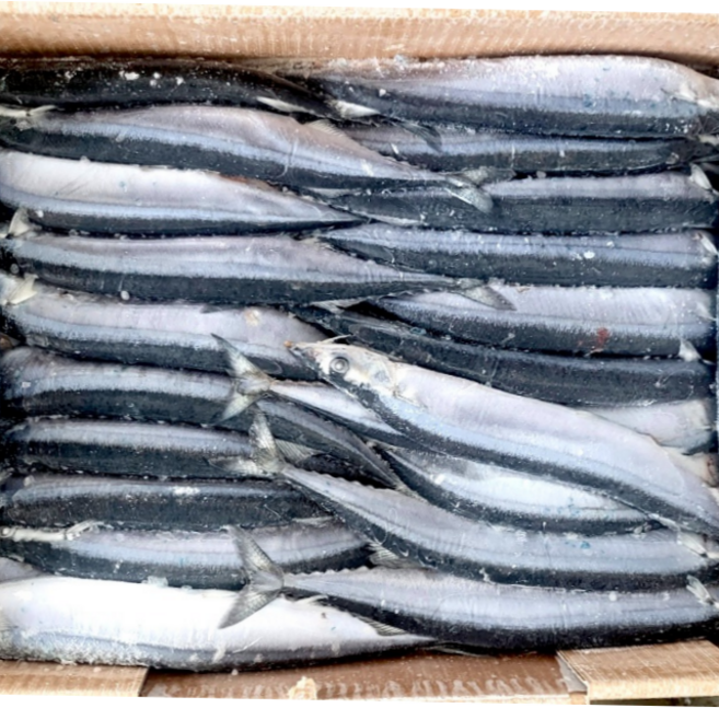 통큰 꽁치박스 95 105미 약11kg 꽁치 미끼 갈치 낚시 텐빈 원투, 1.52kg