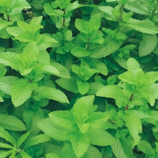 국내채종 박하 재래종 씨앗 50립 국내 채종 농산물 영양 식물 품종 농장 농부 먹거리, 본상품, 1개