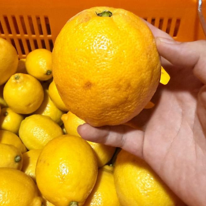 [산지직송] 국내산 청정 제주 레몬, 1박스, 제주레몬 1.5kg (못난이)
