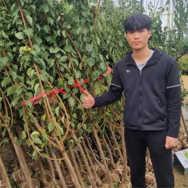 매실나무묘목 결실주 왕매실나무 재배3년, 왕청매실재배3년분묘상묘