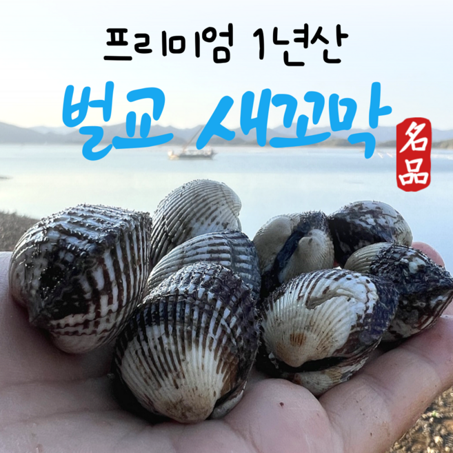 꼬막 특대 전국최저가(노마진) 특대 소량판매 청정갯벌 벌교꼬막 + 특품 산지직송, 1개, 1) 3kg (특+대)