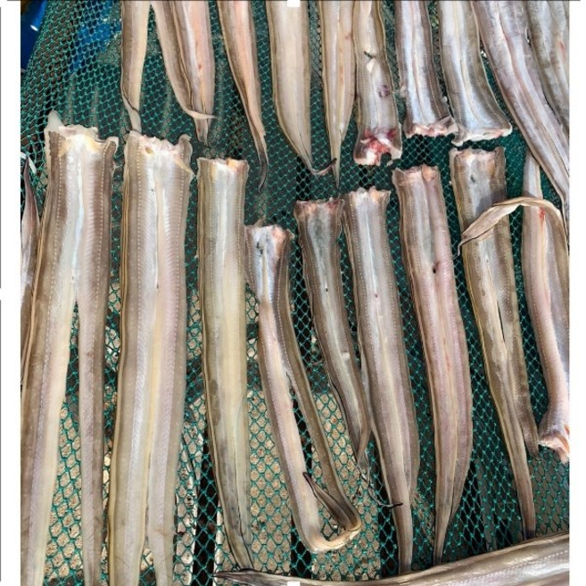 거제도 통영 해풍 말린 반건조장어 마른장어 말린장어 아나고 붕장어 저렴하고 맛좋은 바다장어 구입 판매 택배 파는곳, 2개(중8~12미), 1개