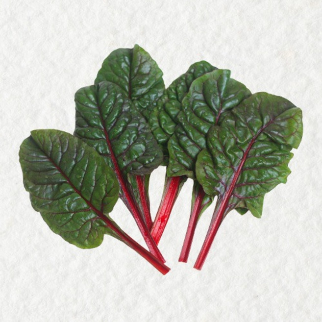 쉐프의정원 농장에서 바로 적근대 1kg 2kg, 1