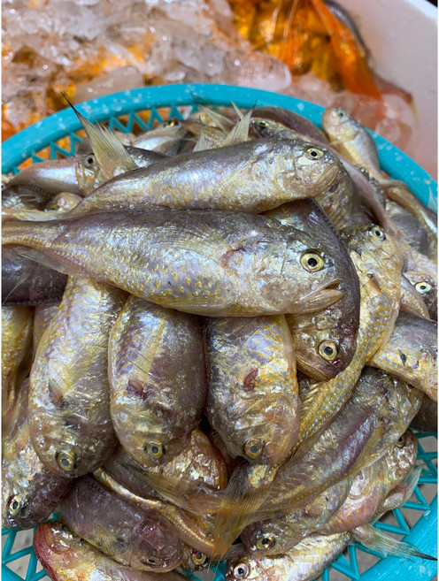 생물황석어1kg 황석어조림 황석어 깡다리 강달이 황세기 생물, 1개