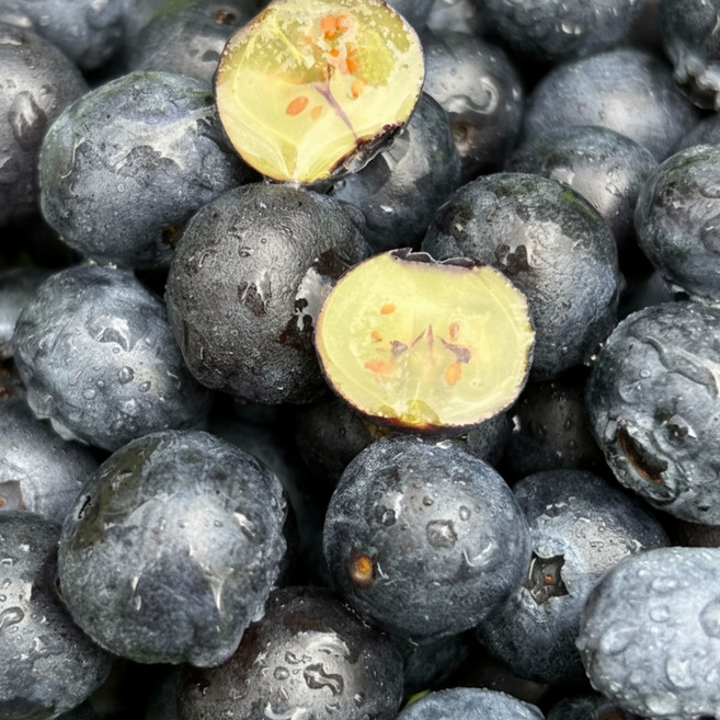 국내산 프리미엄 신선한 생 블루베리 생과, 1세트, (14mm) 100g