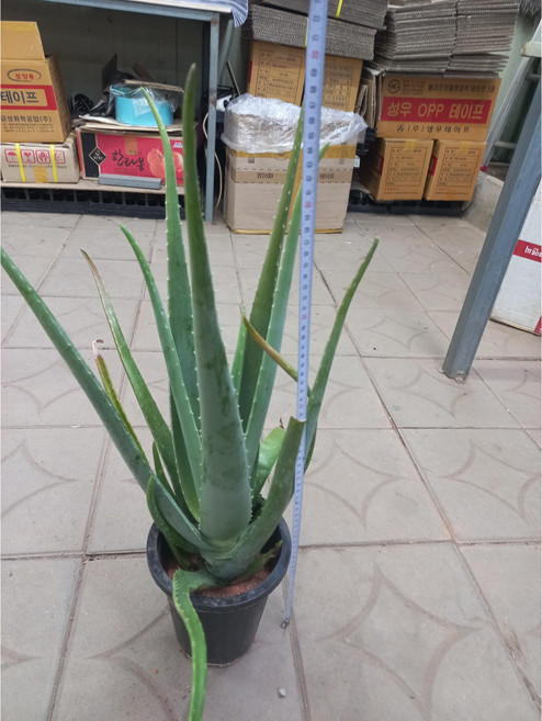 알로에 (대품), 1개