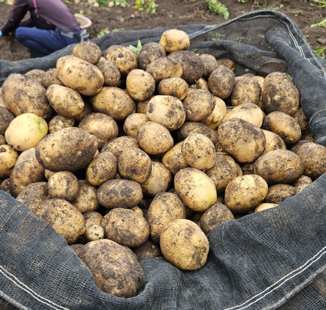 26년 타박타박 제주 구좌 햇 감자, 1박스, 10kg(대)