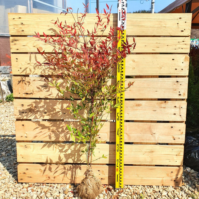 남천 80cm대품 3개 남천나무