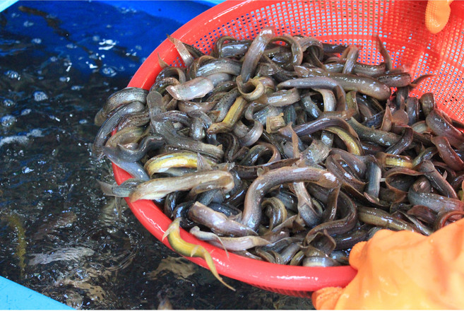국내산 미꾸라지 살아있는 생미꾸라지 생물 1kg 미꾸리 loach 추어탕용, 국내산1kg, 1개