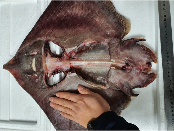 건조가오리 홍어 등태기 가오리찜, 중 사이즈 40cm 이상 2미, 1개