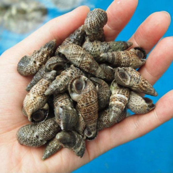 전복마을 바다 다슬기(갯고동)2kg, 바다다슬기(갯고동)2kg, 1개, 단품