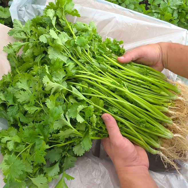 가마소 농부 고수 나물 당일수확 항신료 뿌리포함, 1박스, 2kg