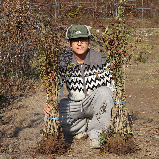 쥐똥나무 묘목 2년생 80-1m / 1m-1m20 울타리목 경계수, 1개, 쥐똥나무 2년생 80-1m