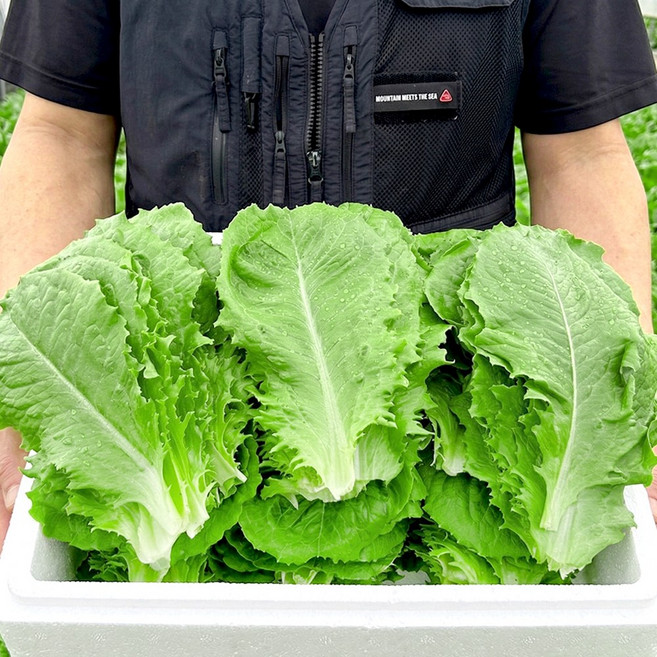[사계절청년농부] 아삭한 국내산 로메인 상추 농장 산지 직송, 1박스, 600g