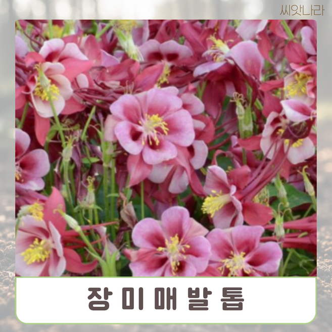 꽃이 화려하고 아름다운 10 립 장미매발톱 야생화 나라 희귀 꽃씨 씨앗 pur+78483HM