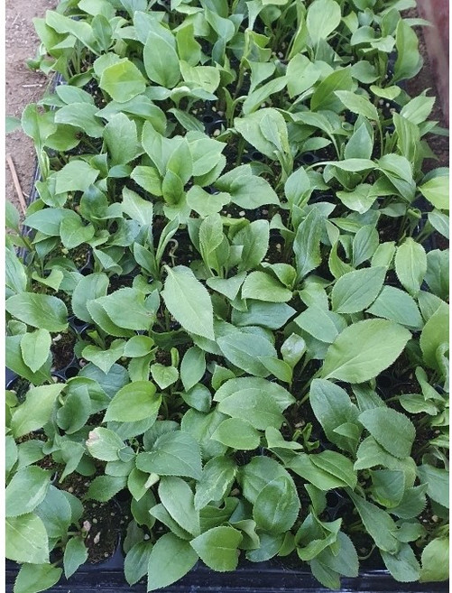 화천 자연애 삽주(백출) 모종 100구(트레이) 1판, 1개