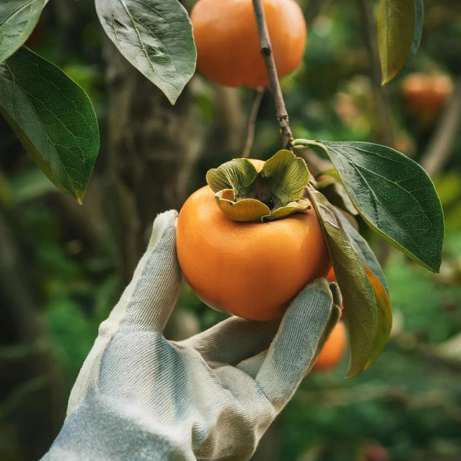 [농가직배송] 진영 아삭 달달한 고당도 2025 햇단감 농가직송 부유단감 5KG, 20