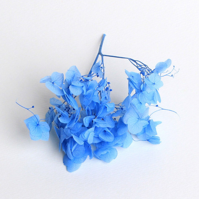 화연양화 프리저브드플라워 수국 1g 30색, 22 오션블루