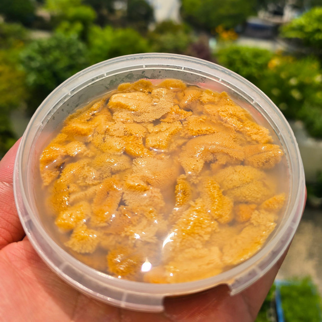 태봉봉성게 우니 홈마카세 생물 보라성게알 국내산, 4개, 100g