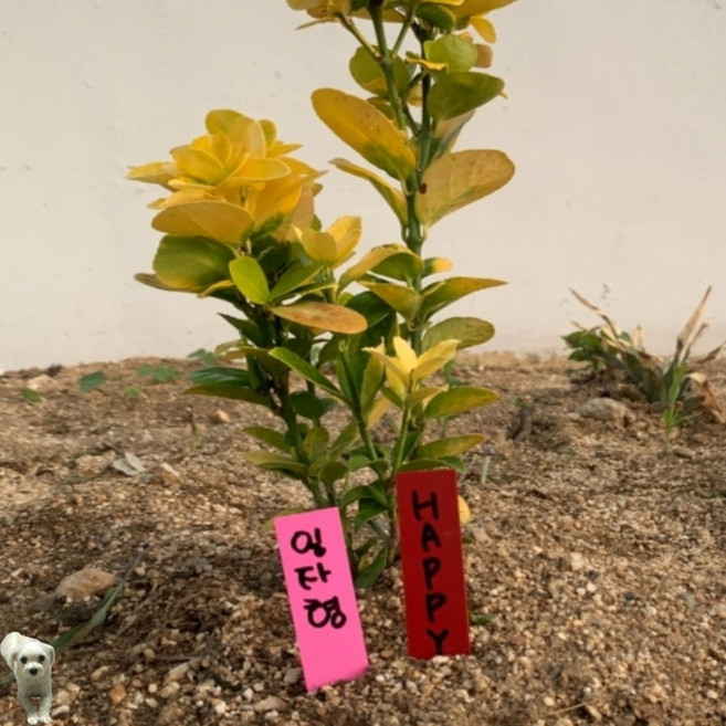 꿀이맘투 꽂이형 식물 이름표 10cm 100P 수목명찰