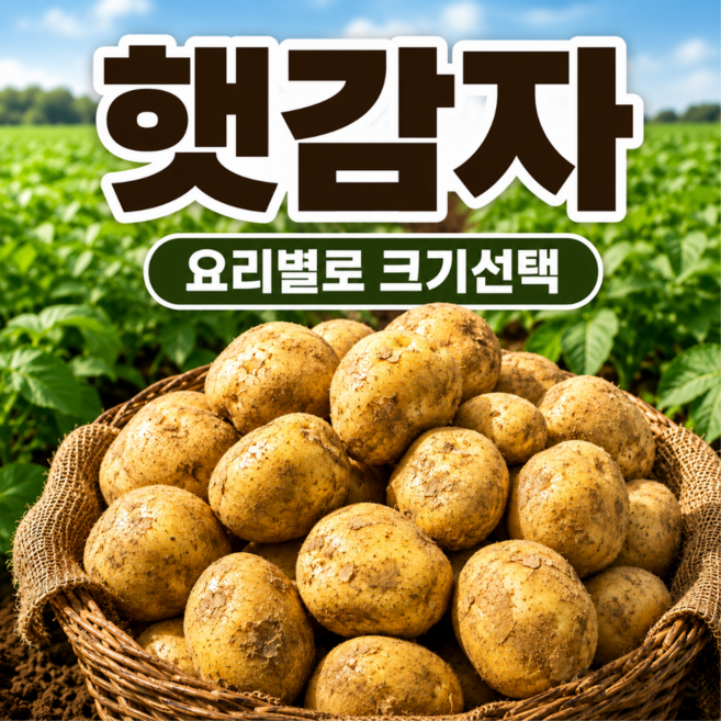국내산 수미 햇 감자 크기선택 (중 대 특 왕특), 1박스, 5kg 01-중