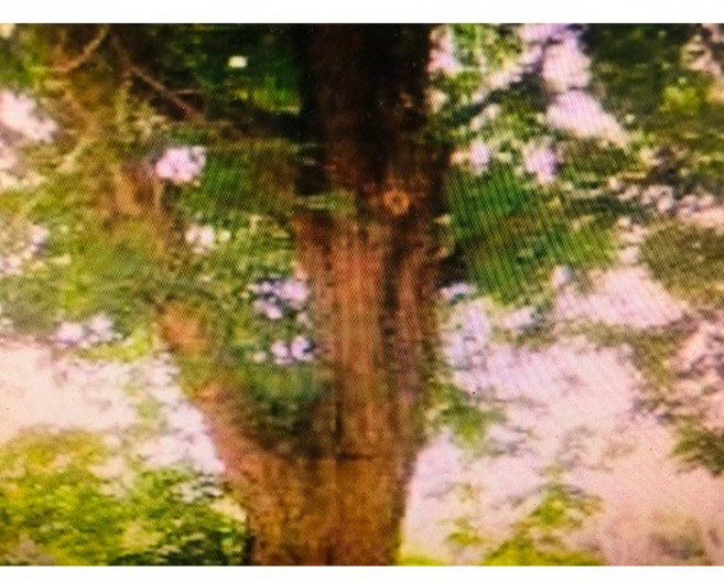 台灣檜木HINOKI 玻璃罐分裝 產地台灣 店長推薦, 1個, 高溫(紅)檜木(一)約30ml(氣味重)