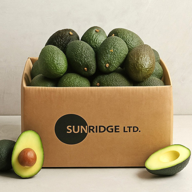 썬리지 후숙 잘되는 아보카도, 10개, 중소과