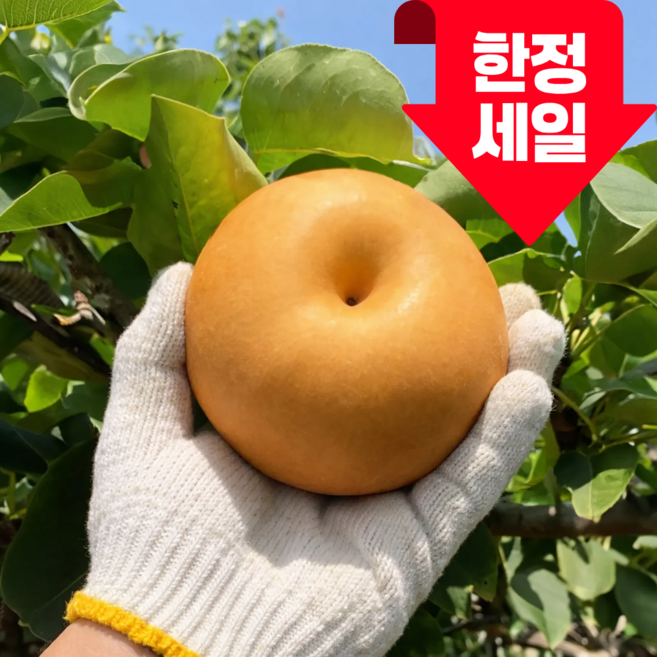 [100개 한정특가] 나주 신고배 고당도 당도선별 가정용 산지직송, 1박스, 2kg ( [1인 가구/자취]