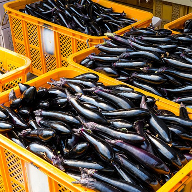 국산 여주금보라 가지 특 상 산지직송, 1개, 상 1.5kg