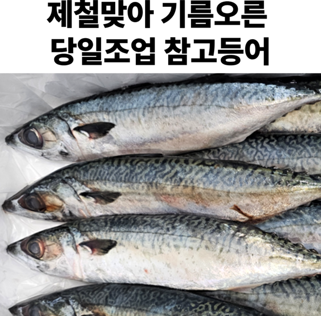 국내산 진짜 참고등어 당일조업 급냉 생물 고등어, 1박스, 3kg (10미 내외)