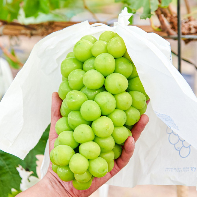 [더테이블] 고당도 프리미엄 샤인머스켓 1kg, 1개, 1kg 2-3송이, [실속]